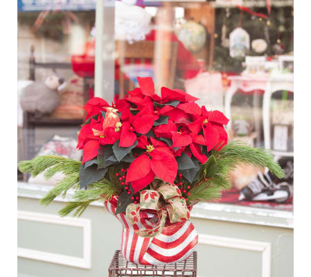 Classic Holiday Red Poinsettia
