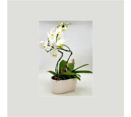 Dual Artistic Orchid