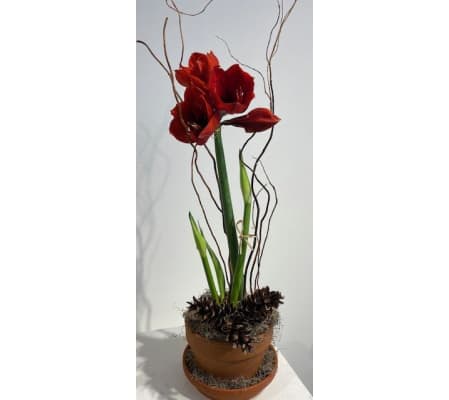 Amaryllis blooming beauties.