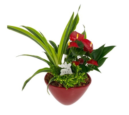 Tropical Christmas Anthuriums