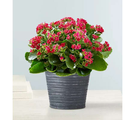 Kalanchoe Plant 6