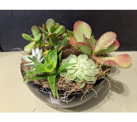 Succulent Ceramic Bowl