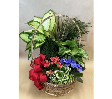 Living Plant Garden 12