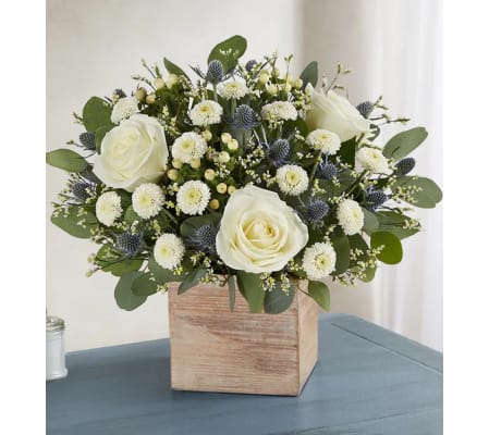 Country Pearl Succulent