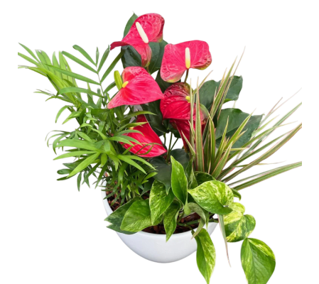 Anthurium Planter with Tropicals