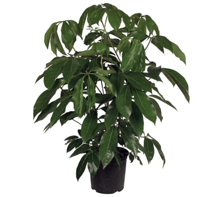 Schefflera - Umbrella Tree