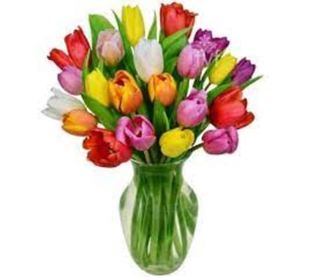 Assorted Double Tulips ** Colors will Vary **