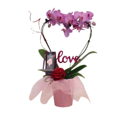 My Valentine Orchid Heart Plant