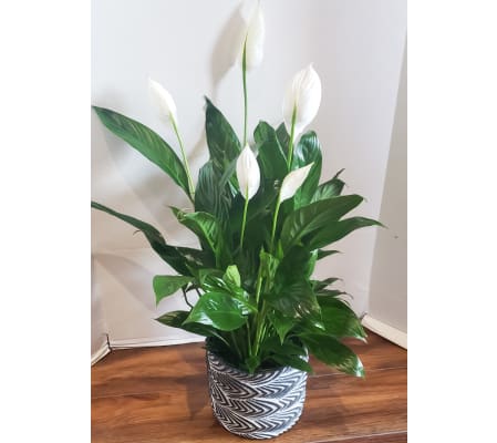 Peace Lily 6