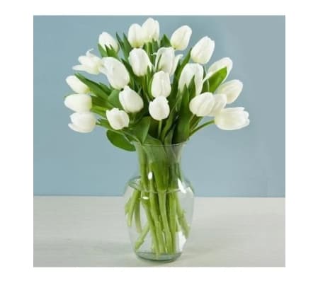 White tulips in a vase