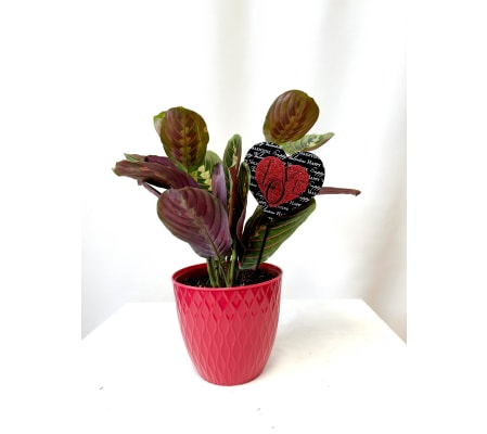 RUSTIC Crazy plant lady