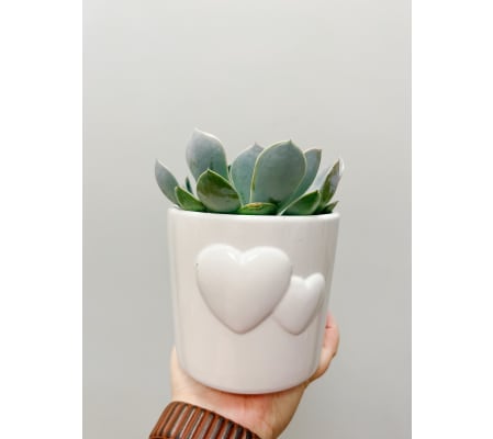 Heart Succulent Planter