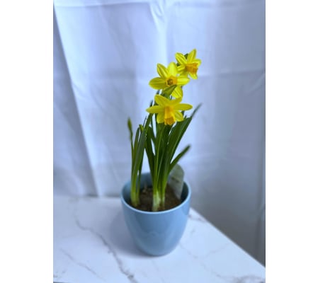 Daffodil Bulb Plant in Pot 4