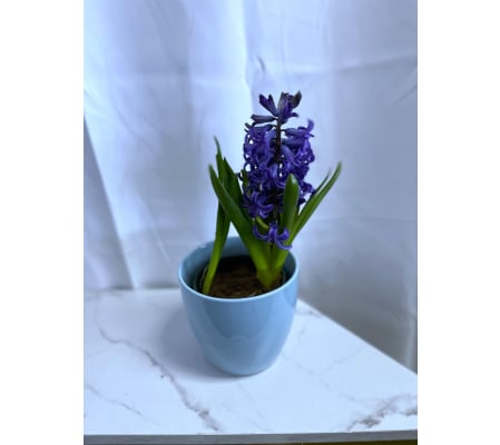 Hyacinth Bulb Plant in Pot 4