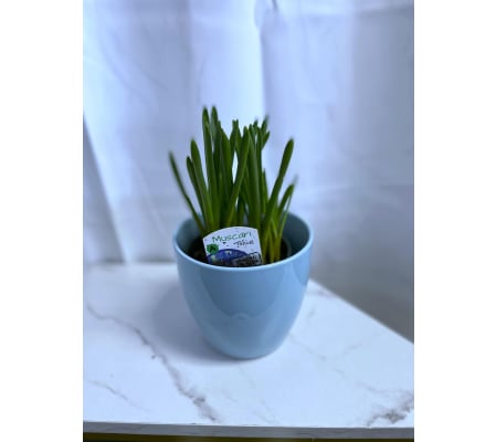 Muscari Bulb Plant in Pot 4