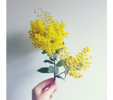 Mimosa / Acacia Flowers