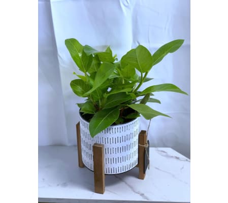 Potted Yellow Ficus Reflection Planter