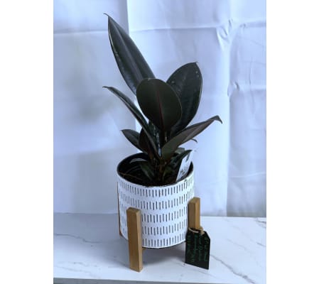 Ficus Elastica in Reflection Planter 6