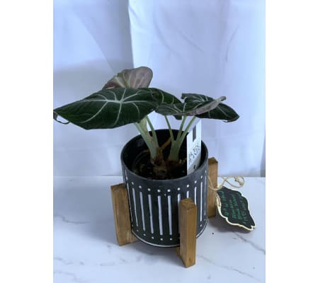 Black Velvet Alocasia in Widget Planter 4