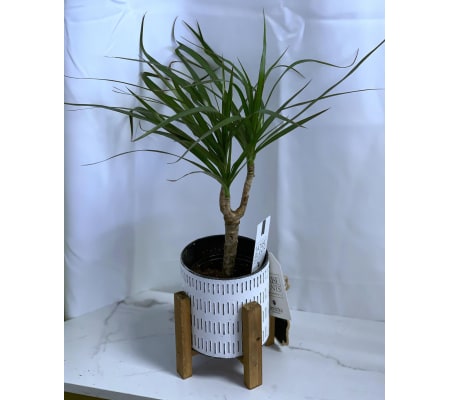 Marginata in Reflection Planter 4