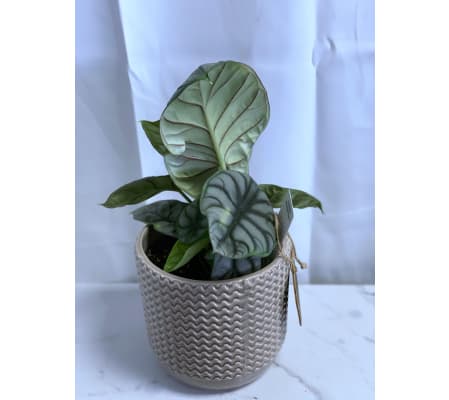 Dragon Alocasia in Taupe Crimped 6