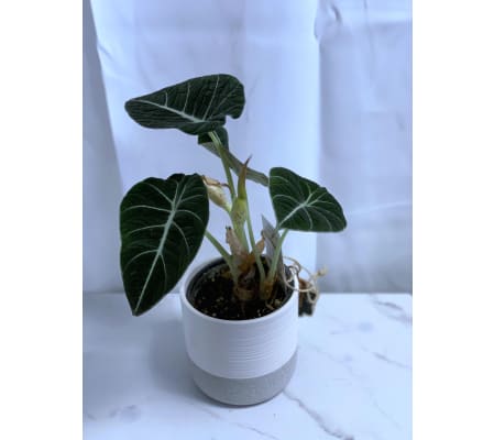 Black Velvet Alocasia in Beaudon 4