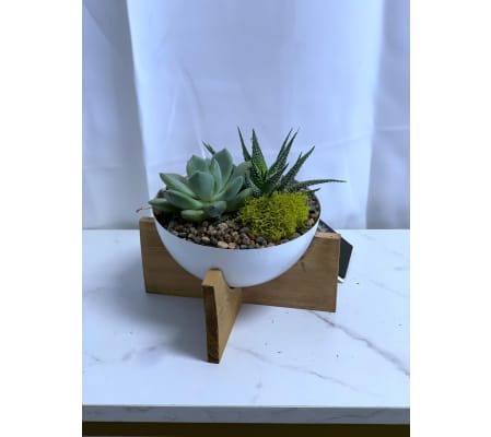 Cove Succulent 5