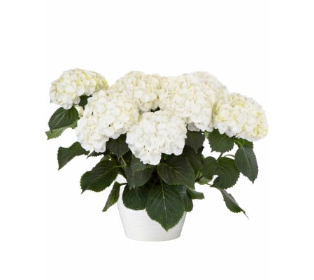 White Hydrangea Plant
