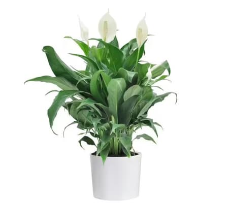 Peace Lily Planter In Ceramic Container