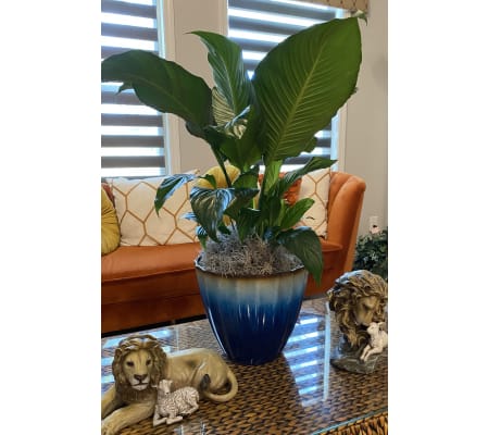 The Premium Peace Lily