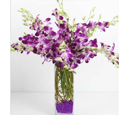 In Love With Orchids