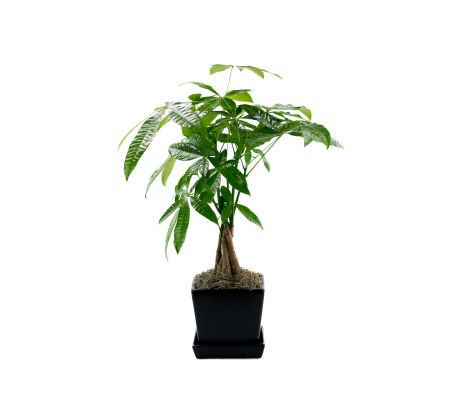 Modern money tree planter