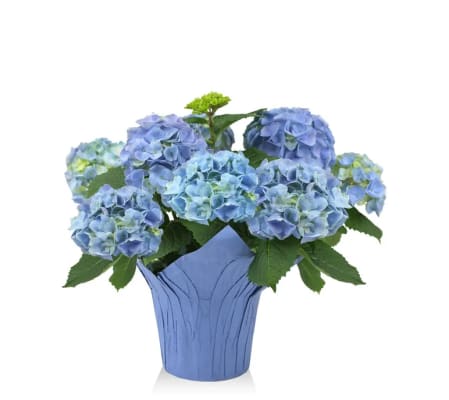 blue heavens hydrangea plant