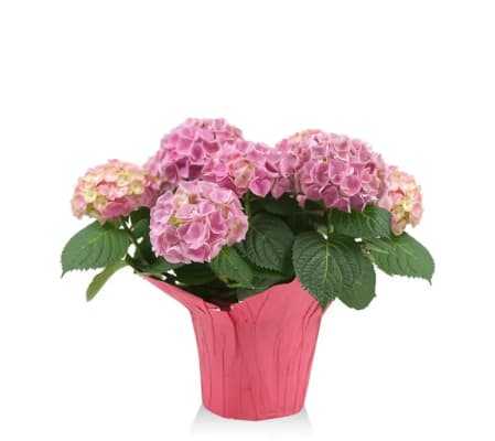 PINK HYDRANGEA for mom