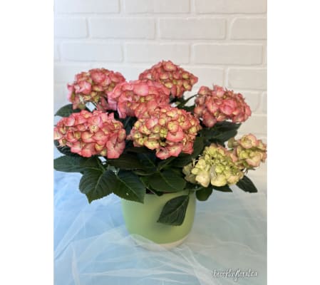 6” Purple Hydrangea Plant