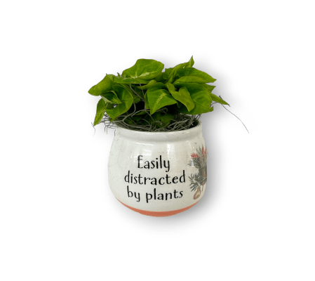 Chatty Foliage 1