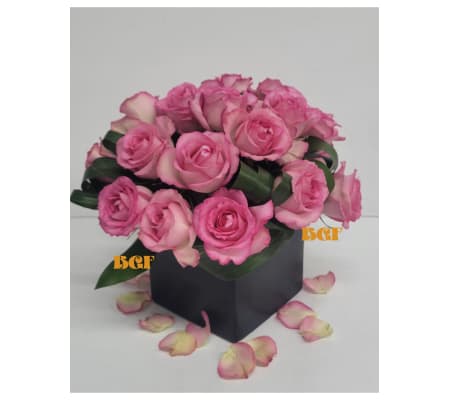 Pink Roses Dream in a Cube