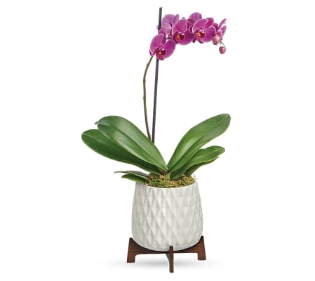 Orchid Planter