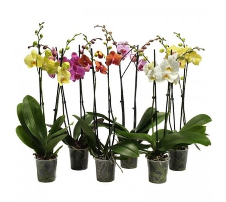 Assorted Orchids with Ceramic Pot