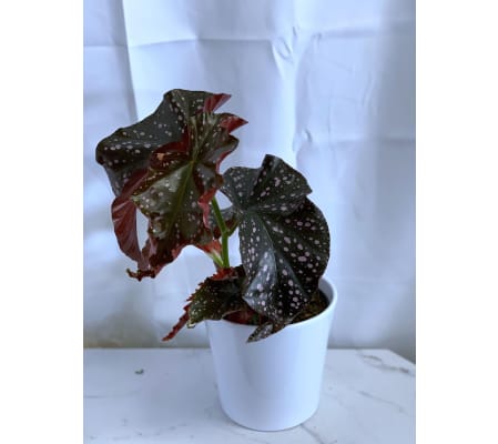 Crackling Rosie Begonia in White Ceramic