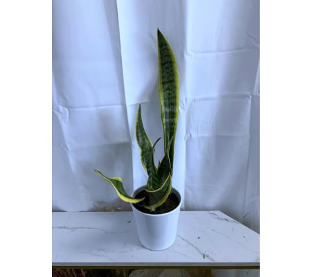 Snake Plant in Ceramic Pot