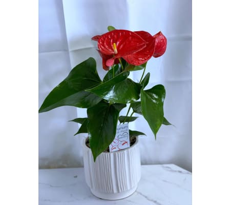 Assorted Anthurium in White Ceramic Pot