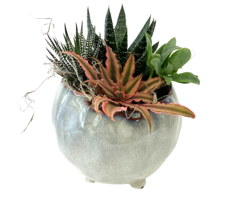 Sweet Pedestal Succulent