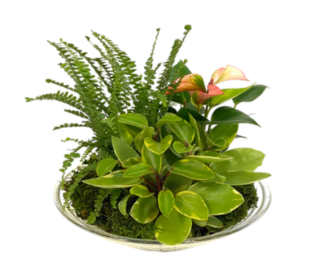 Tropical Anthurium Dish Garden