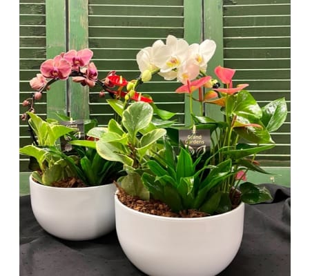 Indoor XL Orchid Tropical Green Planter