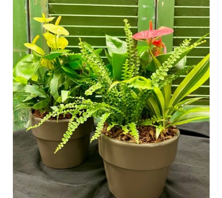 Tropical Planter Grey Ceramic