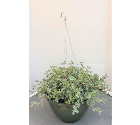 Pink Vygie Succulent