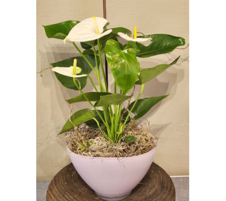 Elegant Anthurium -White