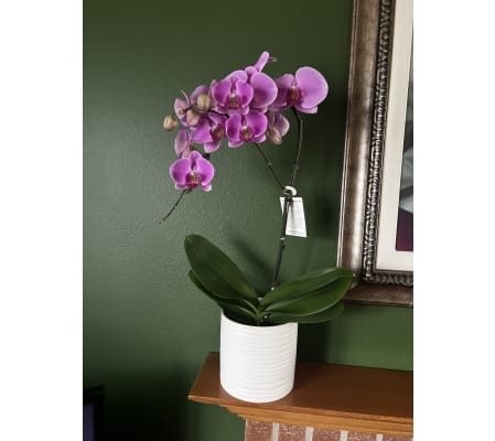 Waterfall Phalaenopsis Orchid 6