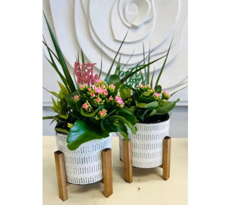 Modern Mother's Day Indoor Planter